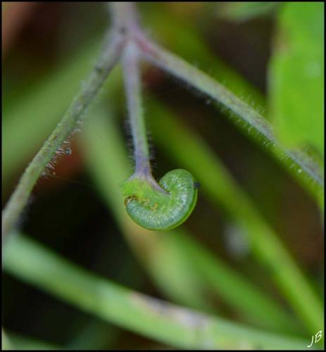 Pristiphora rufipes